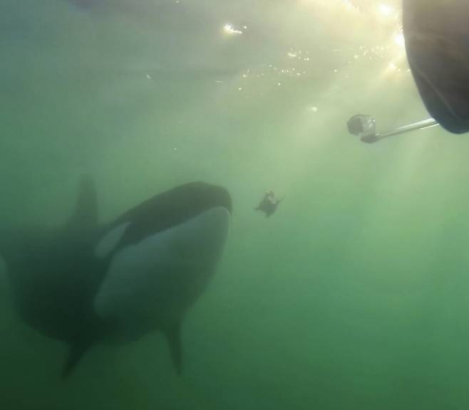 범고래가 사람에게 먹이를 선물하는 듯한 모습이 포착되면서 범고래의 사회적인 특성에 관심이 쏠린다. /사진=캐나다 고래 연구팀 '베이 시톨로지'(Bay Cetology)