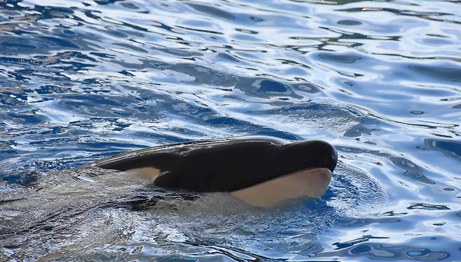범고래 참고 이미지/사진=게티이미지뱅크