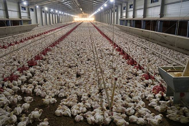 10일 찾은 전북 익산시 ‘문기농장’. 체감온도가 41도까지 오른 무더위에도 농장 안은 28도를 유지하고 있다.  [롯데마트 제공]