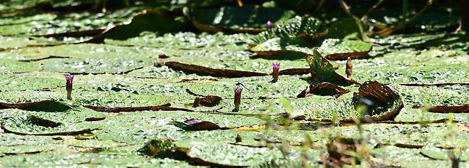 [강릉=뉴시스] 강릉 경포가시연습지에 멸종위기야생샹물 2급으로 지정된‘가시연’과‘각시수련’이 개화한 모습.(사진=강릉시 제공)photo@newsis.com *재판매 및 DB 금지
