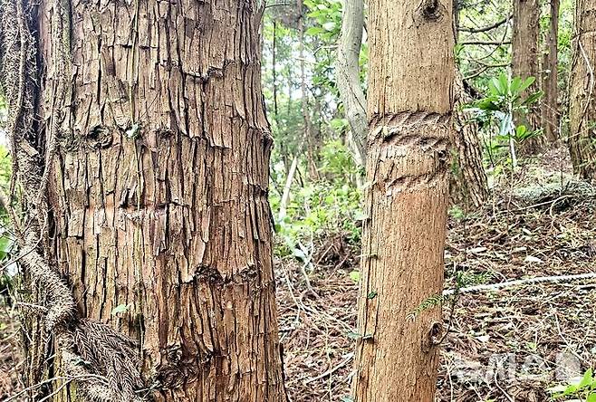 [제주=뉴시스] 임재영 기자 = 13일 오후 제주 서귀포시 남원읍 수악 남쪽 방향 탐방로 구간에 설치한 밧줄이 나무를 깊게 옥죄어 생육에 지장을 주고 있다. 2025.07.14. ijy788@newsis.com