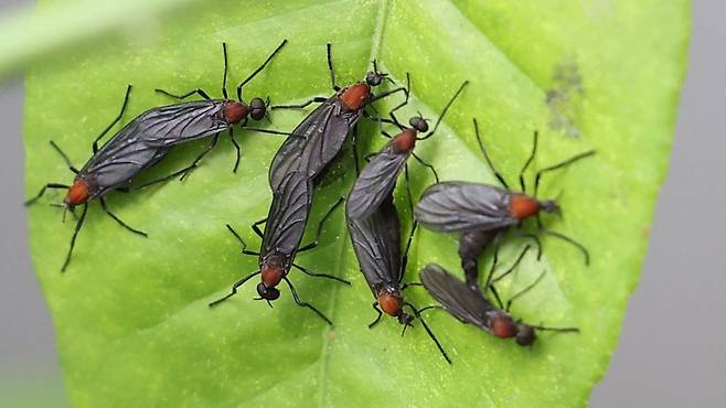 러브버그 [연합뉴스 자료사진]