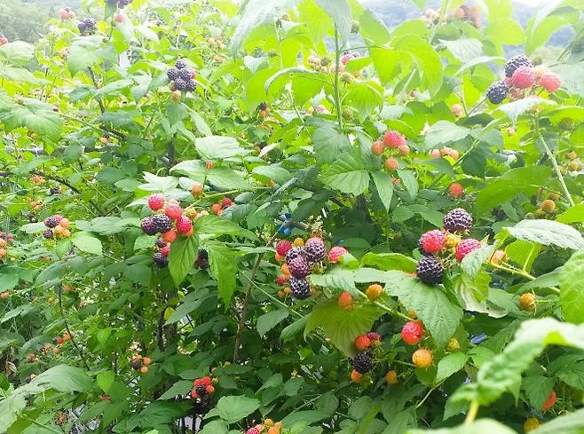 전남 장성군 농가들이 재배한 복분자 10톤이 보해양조(주)에 공급돼 ‘상생 협업’의 첫 성과를 이뤄냈다. (장성군 제공)
