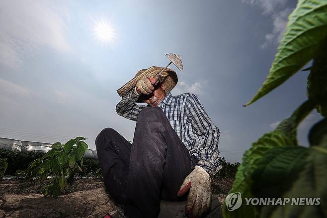 폭염 속 온열질환 조심 폭염이 계속된 7월 8일 경북 고령군 다산면 한 밭에서 농민이 잡초 뽑는 작업을 하다 땀을 닦아내고 있다. [연합뉴스 자료사진]