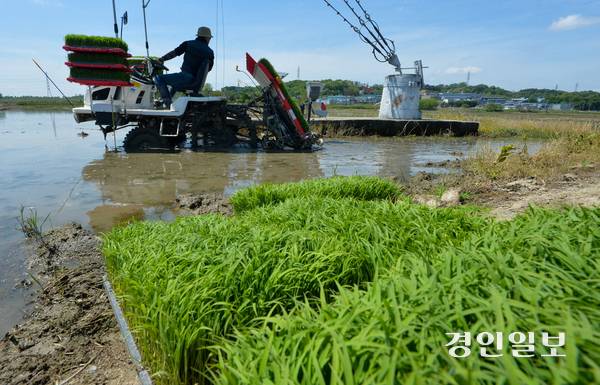 국회 농림축산식품해양수산위원회가 농업 4법 중 ‘농어업재해대책법’·‘농어업재해보험법’ 개정안을 14일 여야 합의로 처리했다. 사진은 모내기 철에 경기도내 한 농가에서 구슬땀을 흘리고 있는 모습. /경인일보DB