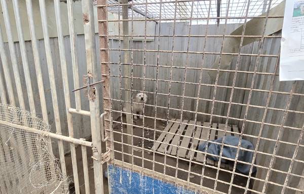 녹이 슨 보호소 철창 너머로 유기견이 살고 있다.