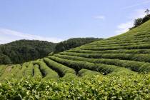 보성 녹차밭. 보성군 제공
