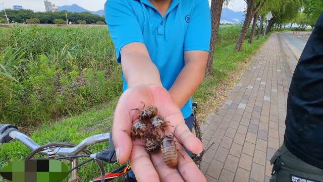 외국인으로 추정되는 남성이 잡은 매미 유충을 보여주고 있는 모습. 독자 제공