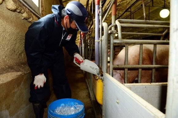 폭염 속 축사 내부 온도가 급격히 오르자, 축산농가에서 돼지에게 얼음을 급여하고 있다. /독자 제공