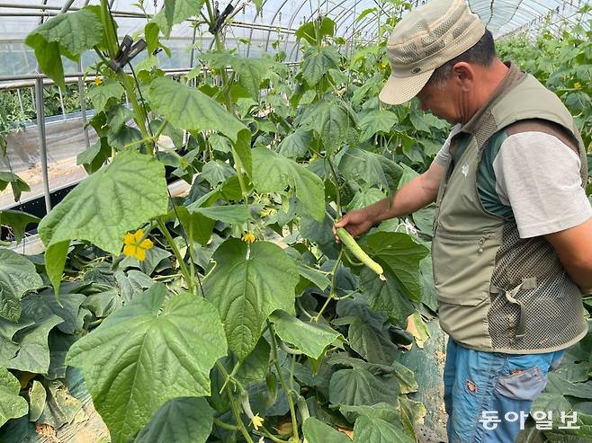 이종대 씨가 메마른 오이를 보며 한숨을 내쉬고 있다. 이정훈 기자 jh89@donga.com