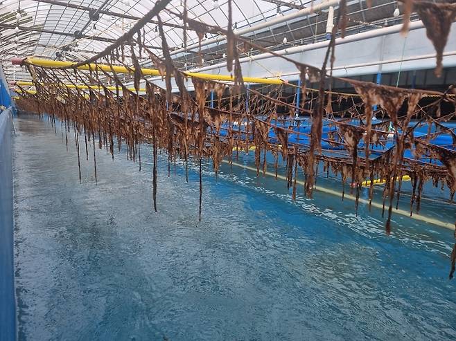 전라남도 고흥에 위치한 대상 김 육상 양식장 내부 전경