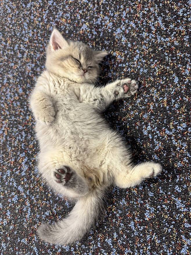 우리집 새로운 가족