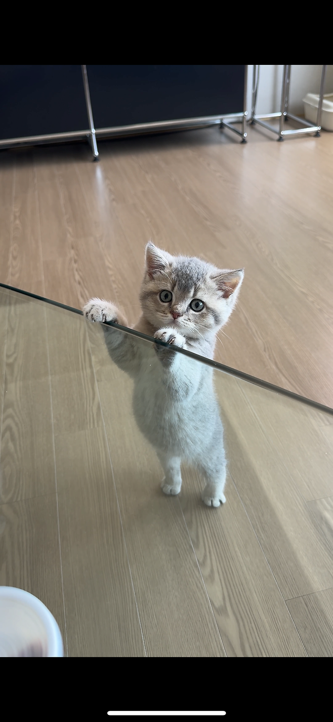 우리집 새로운 가족