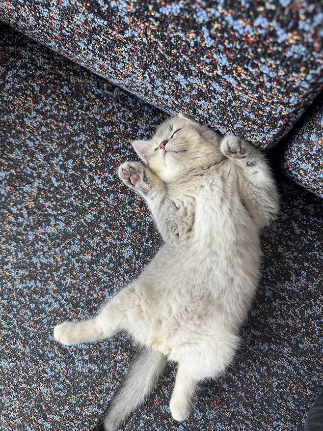 우리집 새로운 가족