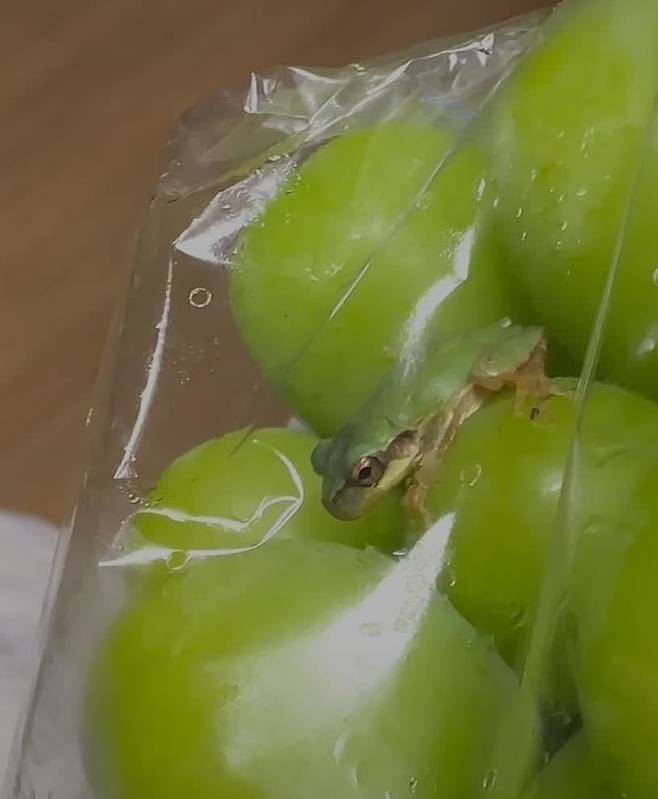 샤인머스캣에서 개구리 나온 사람 ㅋㅋㅋㅋ ...jpg 샤인머스캣에서 개구리 나온 사람 ㅋㅋㅋㅋ ...jpg