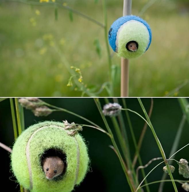 IMG_6490.jpeg 윔블던 테니스공 55,000개, 동물보호 위해 기부 ㄷㄷㄷ