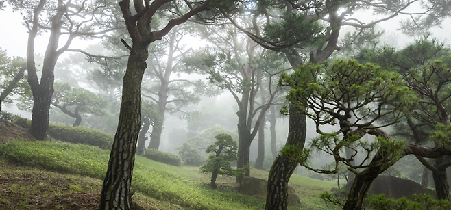 화담숲 '소나무정원'. 곤지암리조트 제공