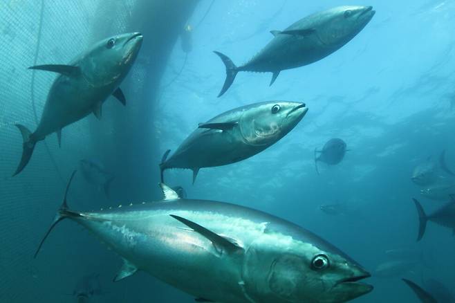 국내 가두리 양식장에서 키우는 참다랑어. 국립수산과학원 제공.
