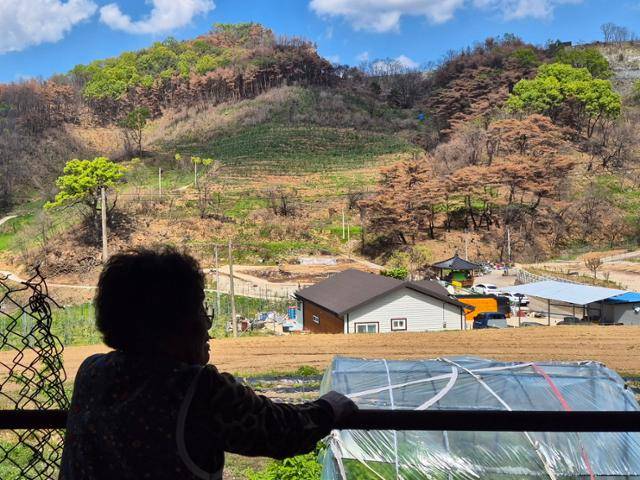 서복래 할머니가 5월 7일 타 버린 축사 안쪽에 서서 불에 검게 그을린 산을 바라보고 있다. 안동=김나연 기자