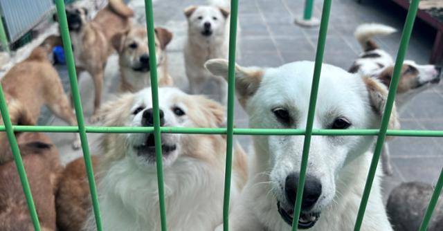 유기동물이 동물보호소에서 입양자를 기다리고 있는 모습. 사진은 기사 내용과 관계 없음. 동물복지문제연구소 어웨어 제공