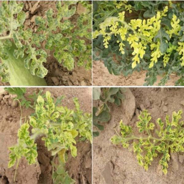 모자이크병에 걸린 수박 잎에 나타난 노란 반점, 얼룩무늬, 잎맥 주변 변색 증상./사진=ResearchGate