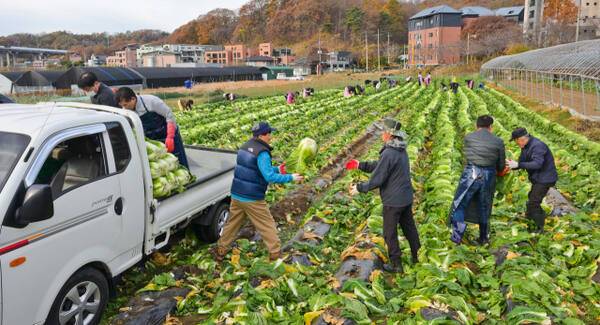 지난해 11월19일 의왕 청계동의 한 배추밭에서 청계사 신도들이 5천여 포기의 배추를 수확하고 있다. 경기일보DB