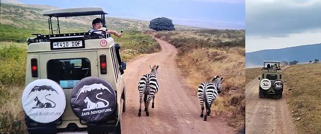 [사진=박현주 미술전문기자] 14일 세렝게티에 온 관광객이 멈춰 선 사파리 짚차 안에서 초원을 바라보고 있는 가운데 얼룩말 두마리가 길가를 걷고 있다. 2025.07.14. hyun@newsis.com  *재판매 및 DB 금지