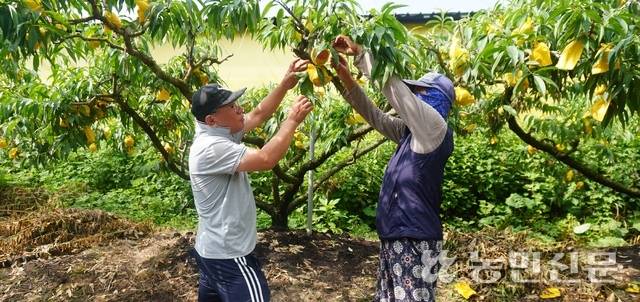 전남 화순군 능주면 복숭아농장에서 농장주 황연옥씨(오른쪽)와 또 다른 농가 김미호씨가 수확을 앞둔 복숭아를 살펴보고 있다. 이들은 최근 내린 비로 덥고 습한 날씨 탓에 농작업에 어려움을 겪고 있다.