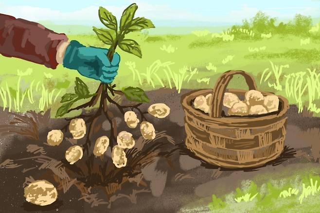 일러스트 고재하