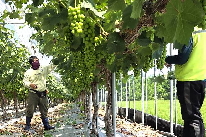 포도 농사 돕는 라오스 계절근로자 [보은군 제공. 재판매 및 DB금지]