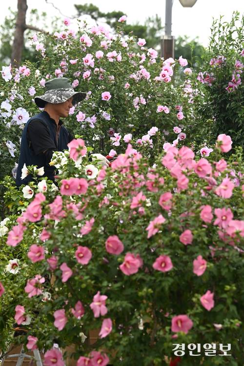 제헌절을 하루 앞둔 16일 오전 수원시 권선구 수원무궁화원에서 관계자들이 무궁화를 관리하고 있다. 2025.7.16 /최은성기자 ces7198@kyeongin.com