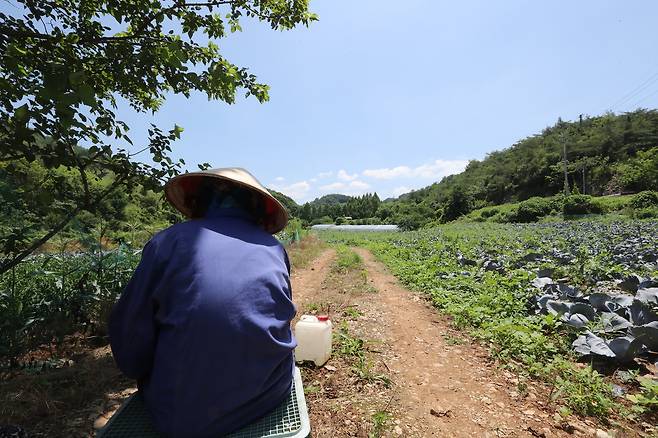 9일 낮 폭염경보가 내려진 충북 제천시 수산면의 한 적채(붉은 양배추)밭에서 베트남 국적의 외국인 근로자가 휴식을 취하고 있다. 2025.7.9 사진=연합뉴스.