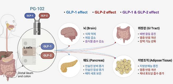GLP-1 수용체와 GLP-2 수용체를 동시에 발현하는 'PG-102' 주요 작용 기전.(프로젠 제공)/뉴스1