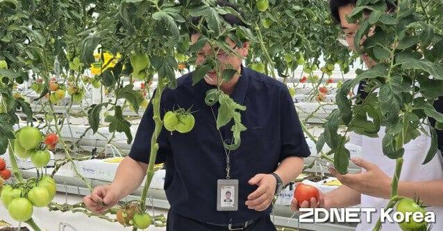 한국기계연구원의 열병합발전시스템으로 재배한 온실3호 토마토에 대해 이시형 연구원이 설명 중이다.