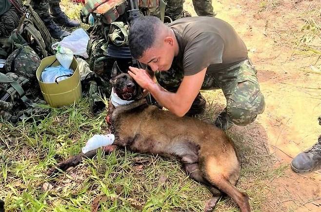 콜롬비아군 폭발물 탐지견 삼손./엑스(X·옛 트위터)