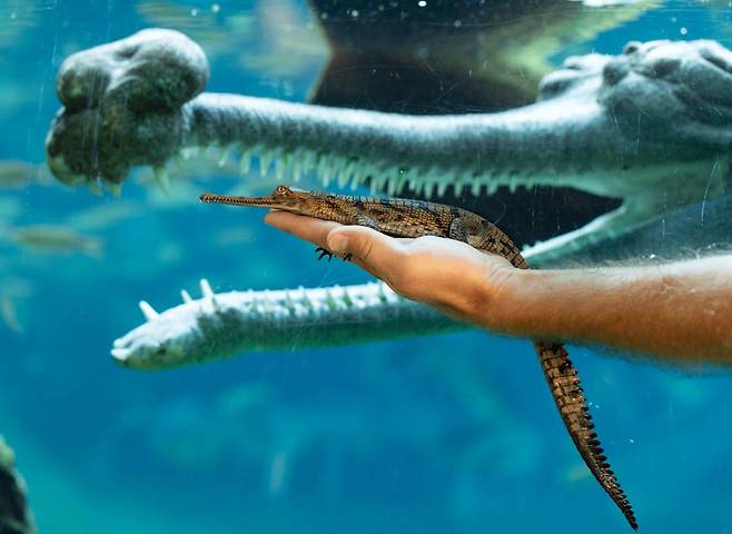 갓 부화한 가비알과 성체 가비알 수컷의 크기를 비교했다./Fort Worth Zoo