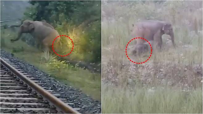 지난달 중순 인도의 한 지방 열차 선로 옆에서 코끼리가 해산을 하는 모습(좌)과 새끼와 함께 걸어가는 모습.  /엑스(X)