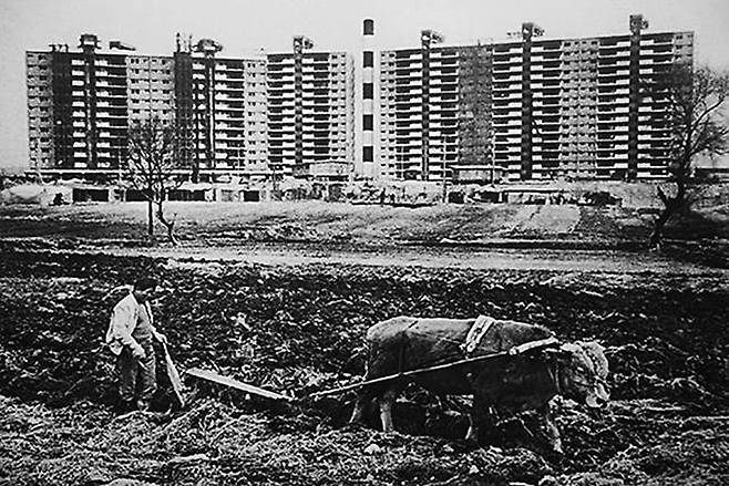 1978년 압구정 현대아파트 앞에서 농부가 소로 밭갈이를 하는 모습. 농부가 밭을 갈던 곳은 현재 압구정초등학교가 자리하고 있다. /강남구청 아카이브강남