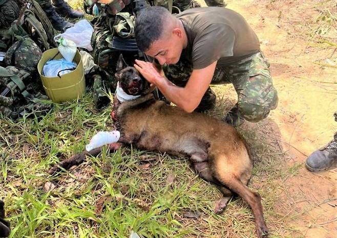 콜롬비아 안티오키아 욘도에서 군견 산손이 테러 조직 ELN이 설치한 폭발물을 탐지해 36명의 병사와 민간인의 목숨을 구했다. 산손은 폭발로 다리를 잃었으나 몸을 끌어 조련사에게 다가왔다. (사진=콜롬비아 육군)