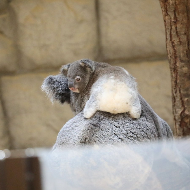 f0855308f51a7d227d6a216e487e1fd4a24e8263.png 아기 코알라 궁둥이 본 사람?.jpg ㅋㅋㅋ