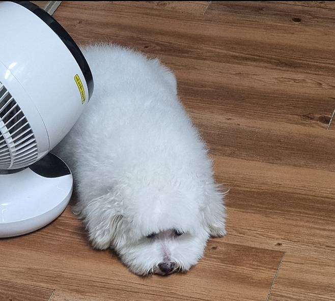 1000017916.jpg 우리집 강아지가 컴퓨터 그만하라는데?