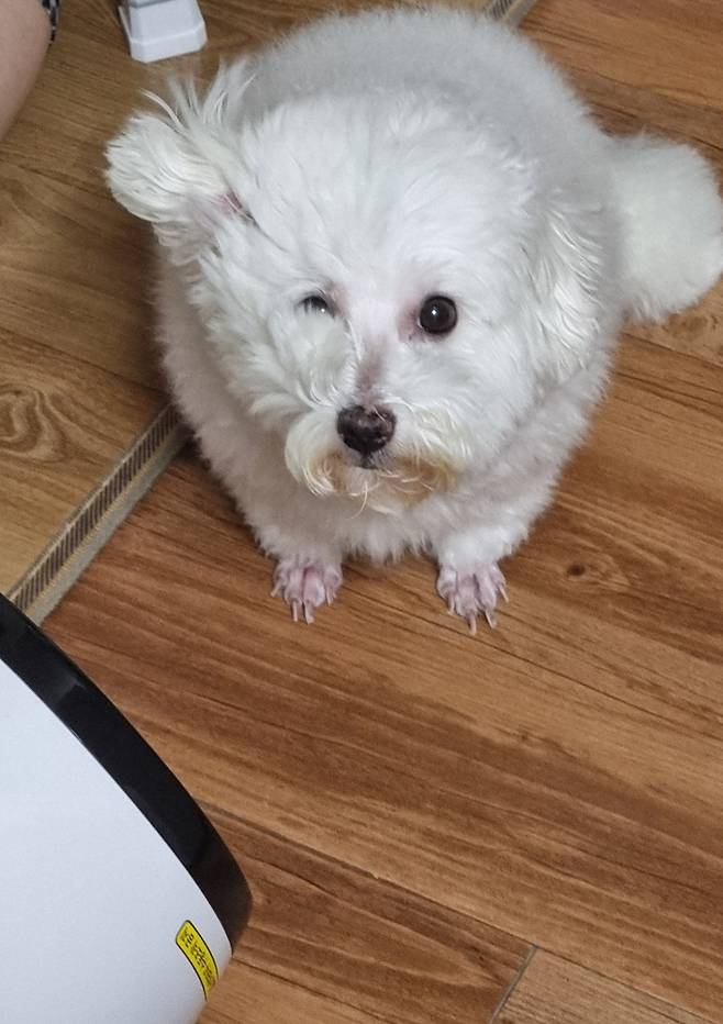 1000017934.jpg 우리집 강아지가 컴퓨터 그만하라는데?