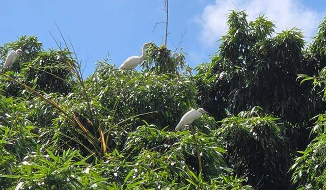 지난 14일 전남 나주시 송월면 A아파트 단지 내 나무 위에서 쉬고 있는 백로들.