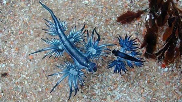 태국 푸켓 해안가에서 독성을 지닌 ‘푸른갯민숭달팽이’가 발견돼 태국 당국이 주의를 당부했다./사진=X 캡처