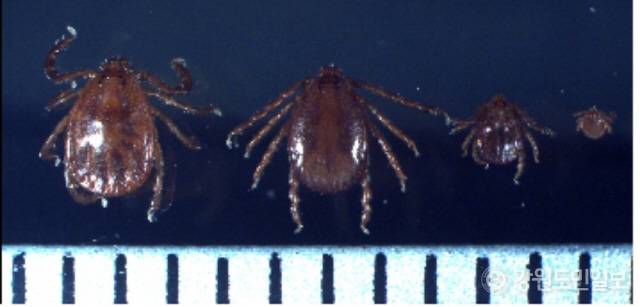 ▲ 중증열성혈소판감소증후군(SFTS) 바이러스가 국내 서식하는 ‘작은소참진드기’