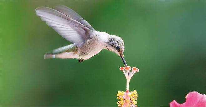 조류 중 비행 능력이 가장 뛰어난 벌새. 빠른 날갯짓으로 공중 정지, 급선회, 후진 비행에도 능하다.