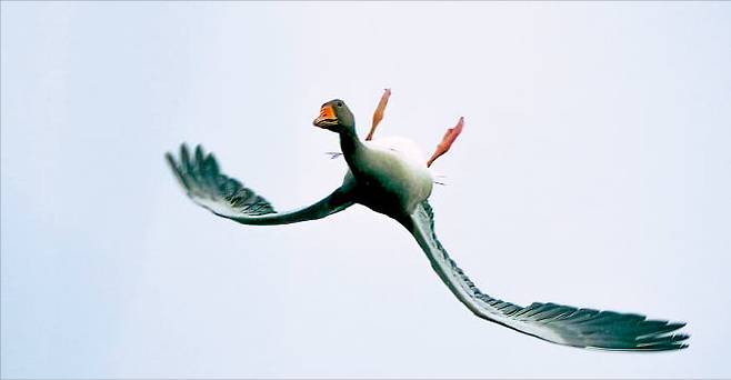 몸통을 뒤집은 채 나는 기러기. 몸을 뒤틀어 속도를 줄이거나 방향을 바꾸는 휘플링의 한 기법이다.