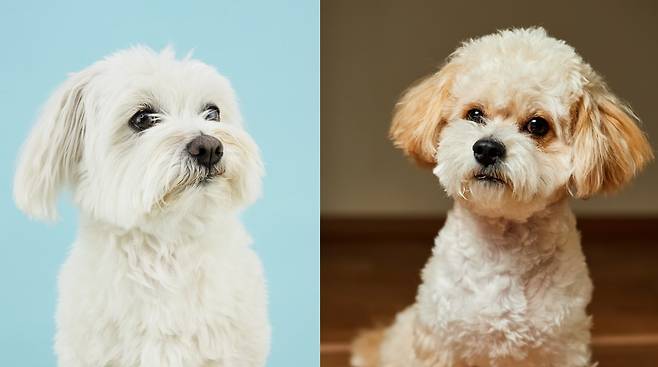 몰티즈(왼쪽) 그리고 몰티즈와 푸들을 교배한 말티푸(오른쪽)를 외형적으로 구분하기는 쉽지 않다. 다만 자세히 들여다보면 말티푸의 털은 푸들처럼 곱슬거리는 것을 알 수 있다. 게티이미지뱅크