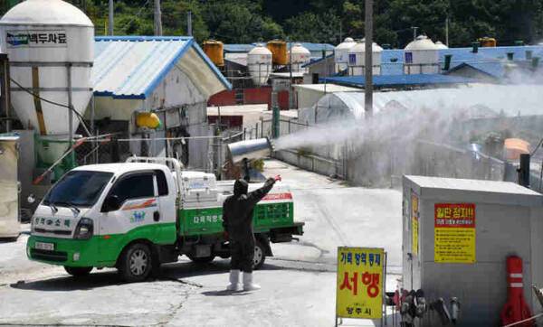 돼지사육 농가의 방역 모습. 경기일보DB