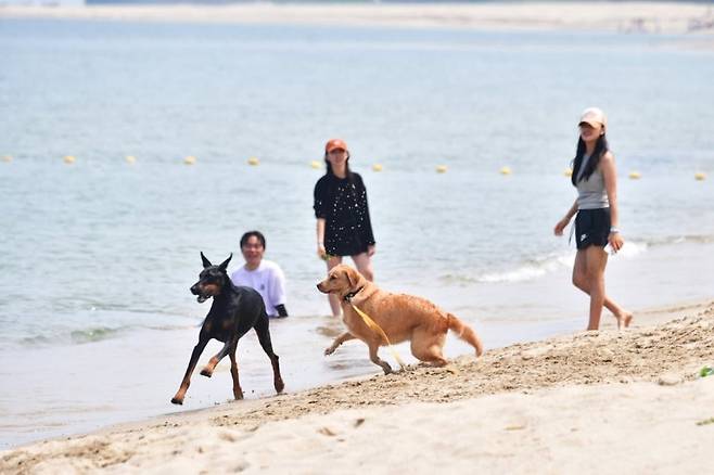 구산해수욕장 펫비치 [울진군 제공]